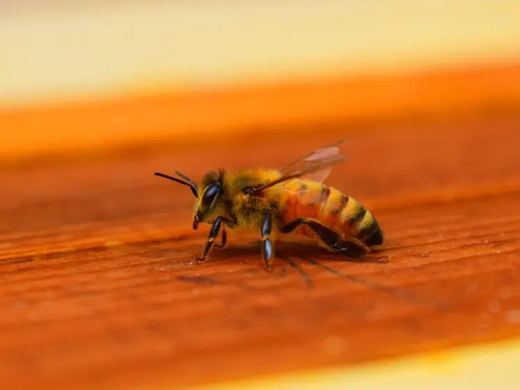Bee 747 560