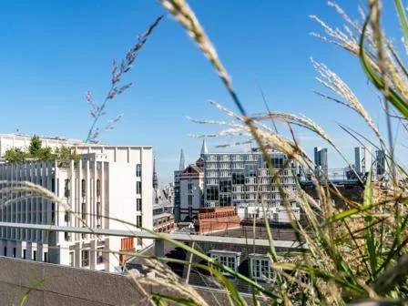 LSE campus rooftop, looking over the LSE Centre Buildings