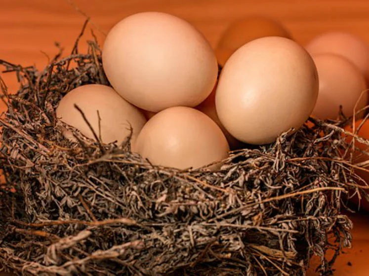nest 747x560