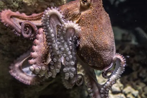 Octopus747x560