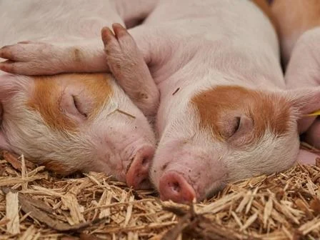 Piglets.