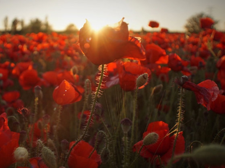 Poppies_747x560