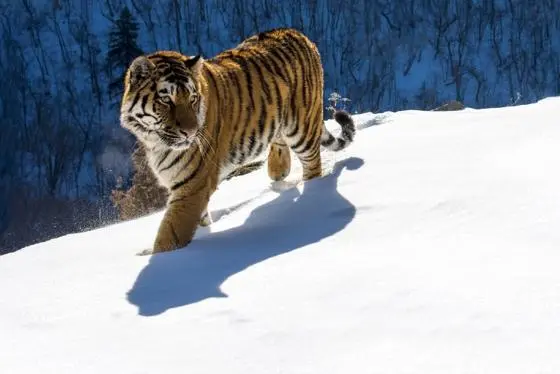 Siberian Tiger credit Sergey Gorshukov 747x560