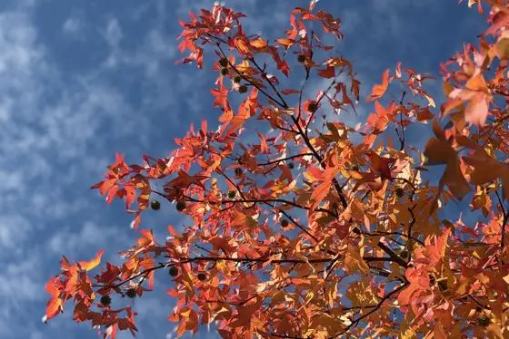 Image of leaves on tree