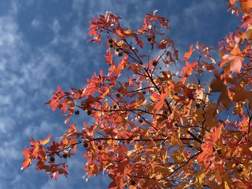 Image of leaves on tree