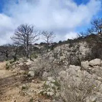 Landscape after forest fire