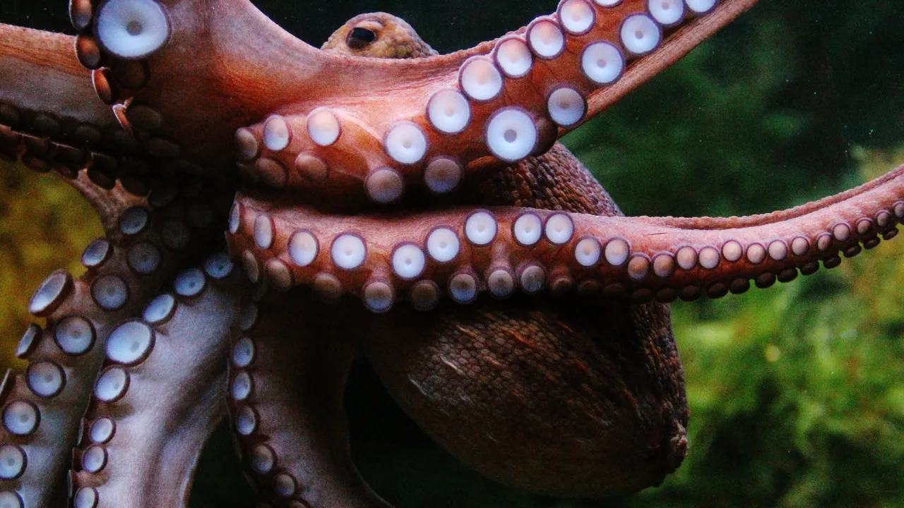 Octopus 