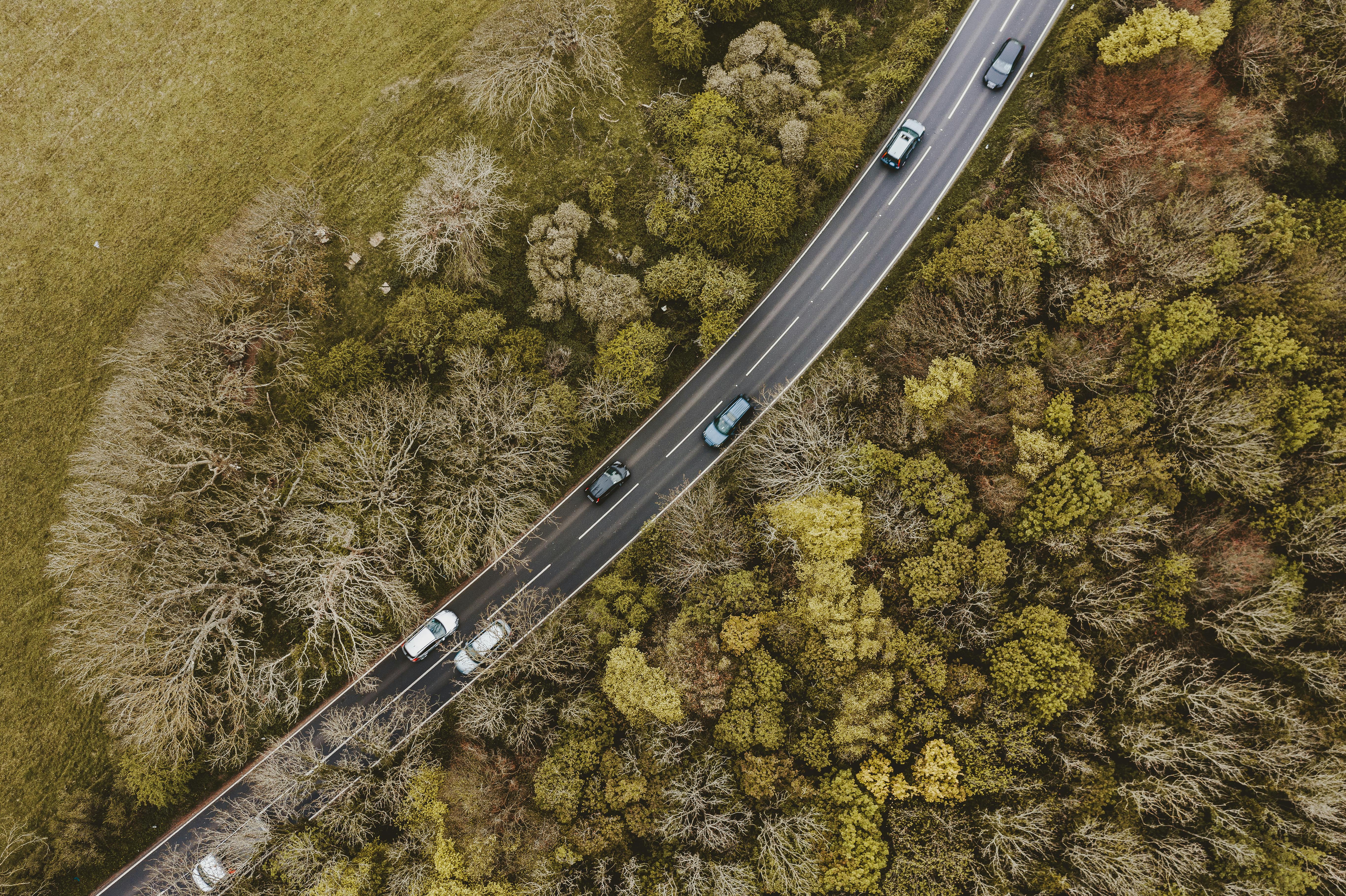 Forest with road and cars