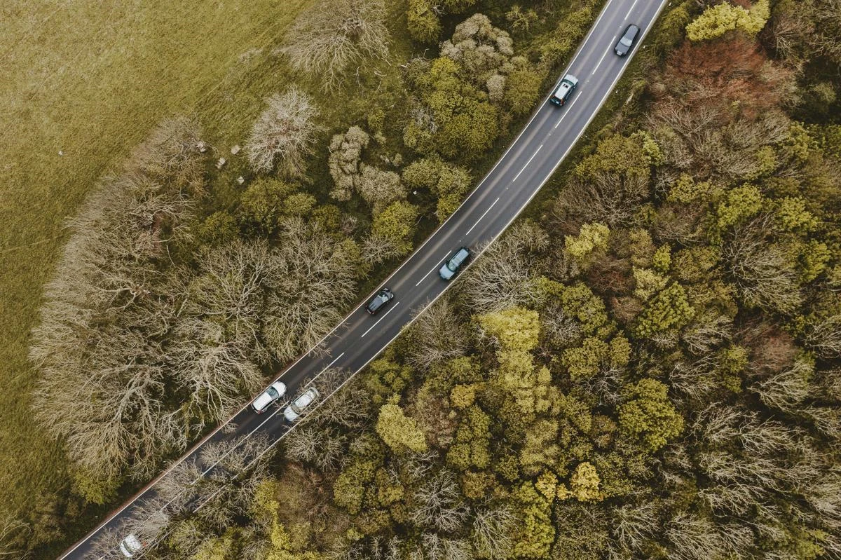 Forest with road and cars