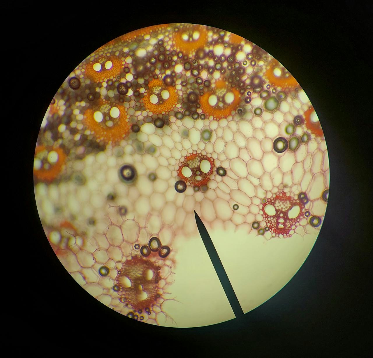 Cell Close up Microscopic Image