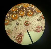 Cell Close up Microscopic Image