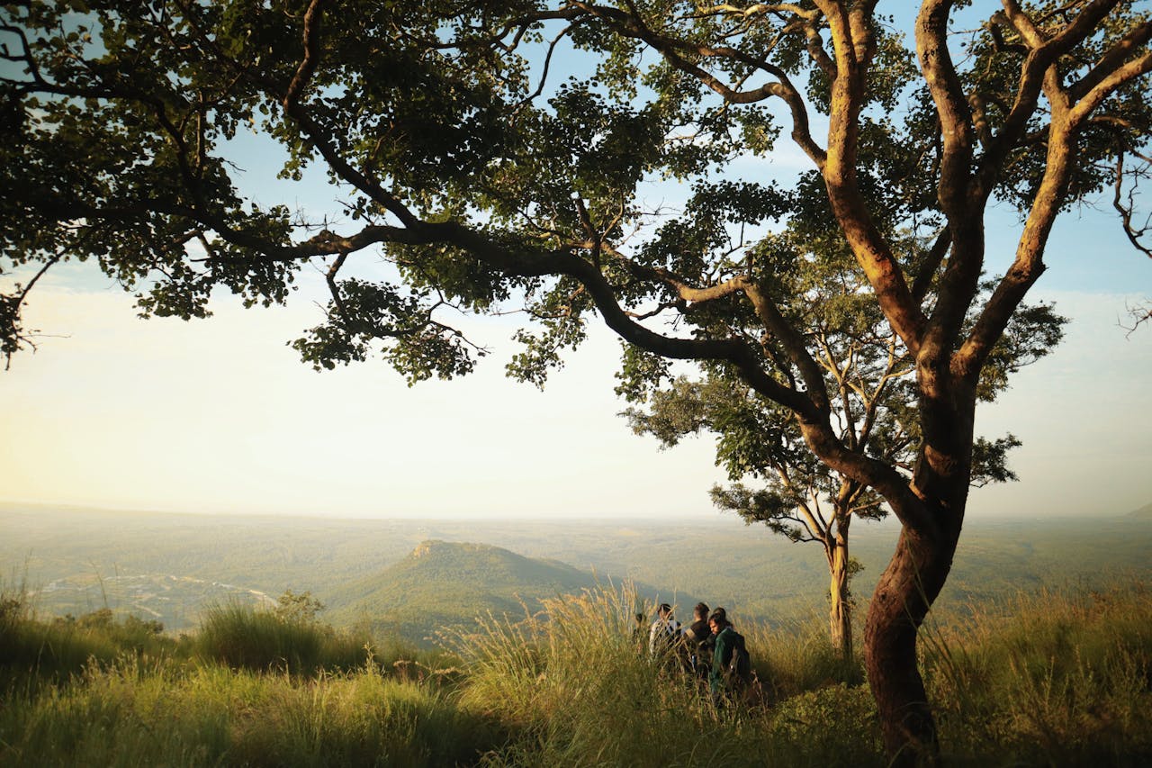 Landscape Forest