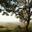 Landscape Forest