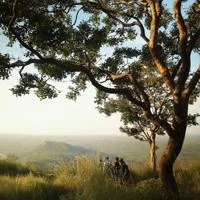 Landscape Forest