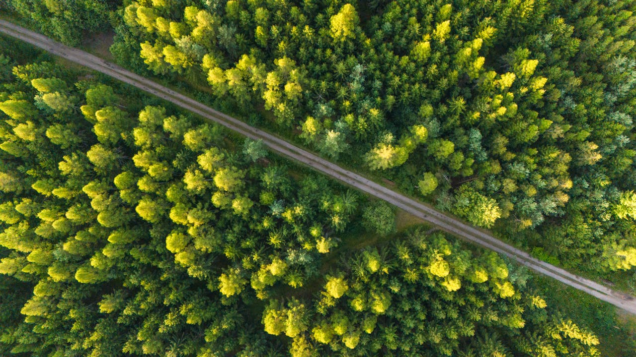 Top-down aerial view of a dense green forest with a straight dirt road