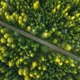 Top-down aerial view of a dense green forest with a straight dirt road