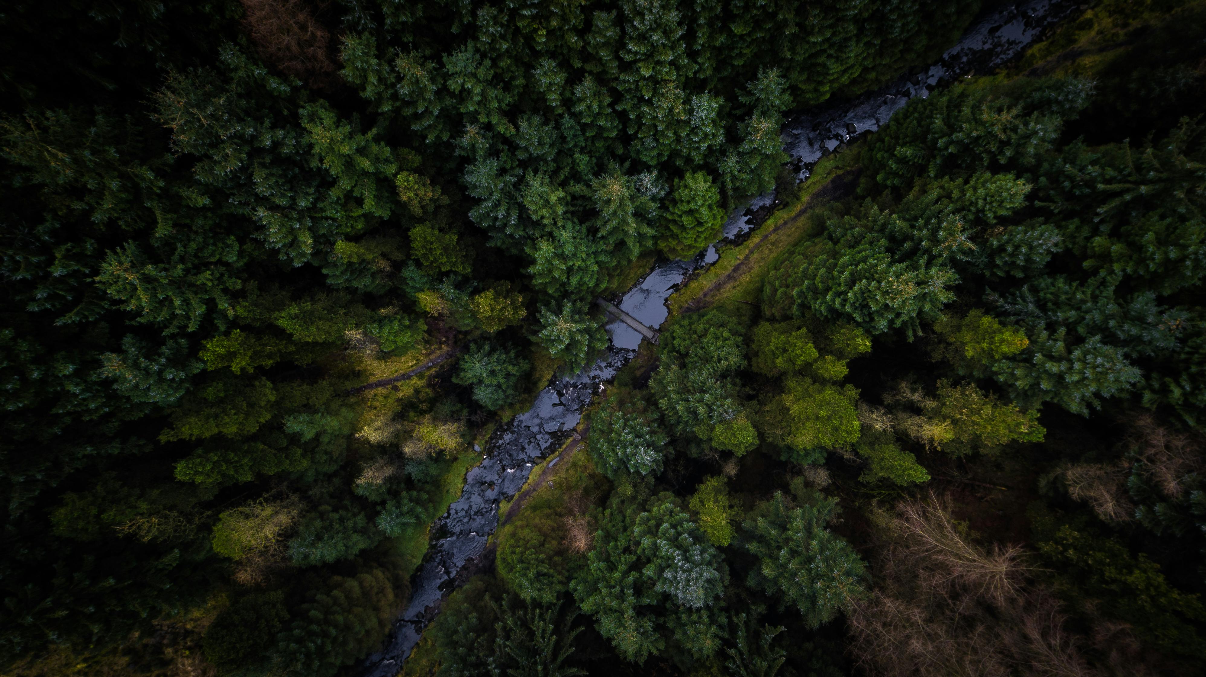 trees