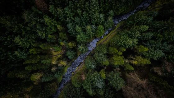 trees