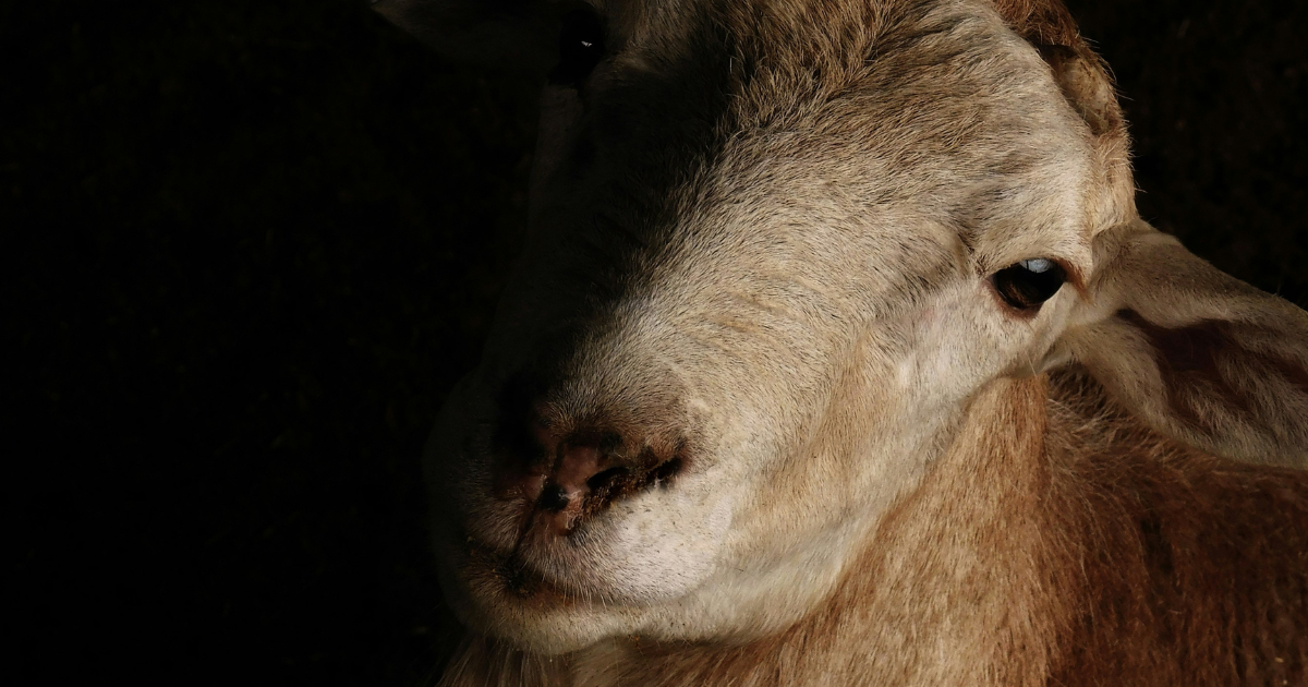 sheep