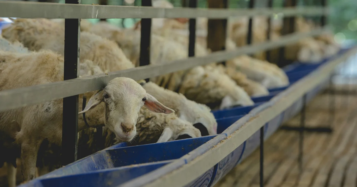 sheep in a barn