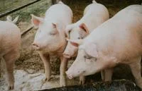 Pigs.