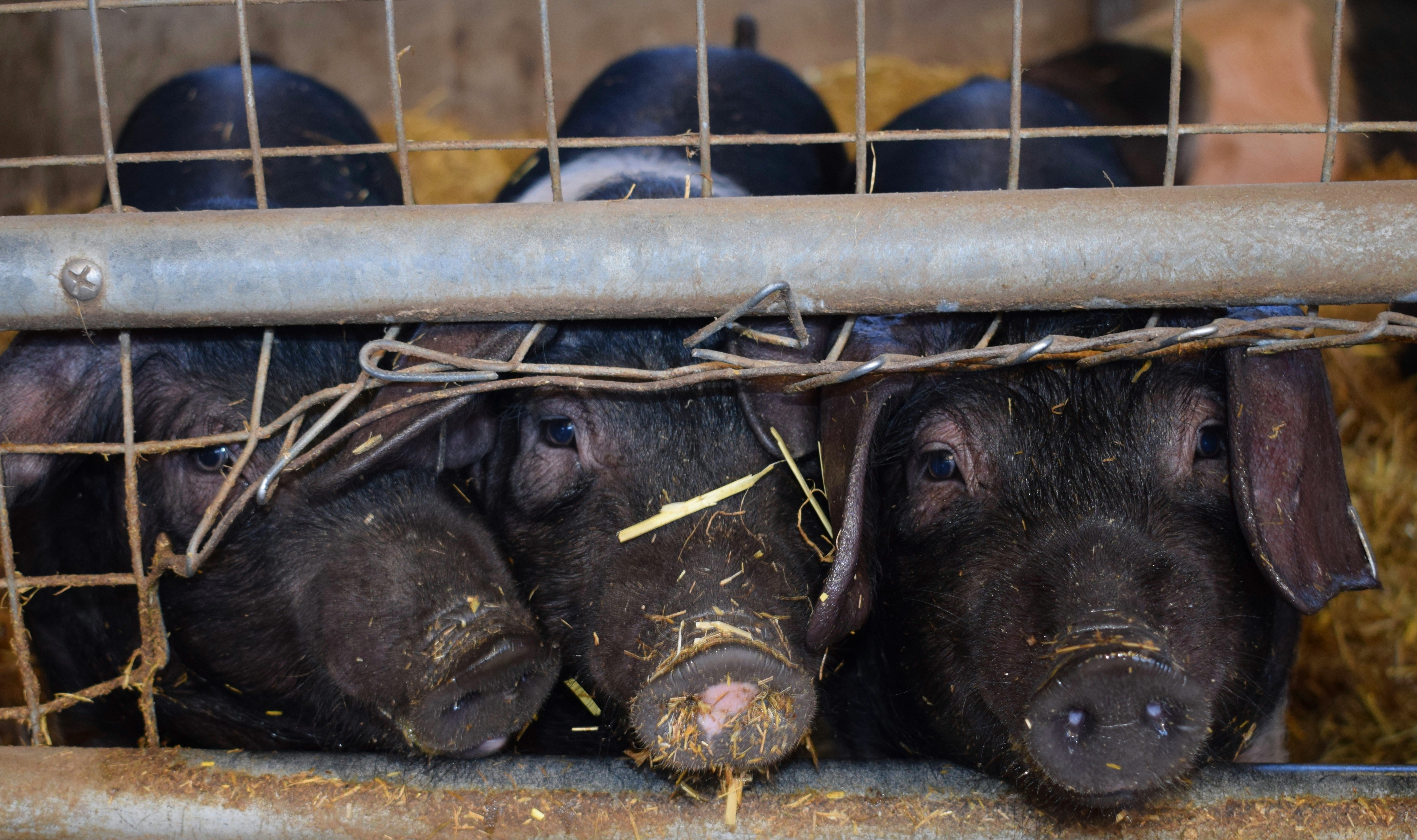 Farm pigs.