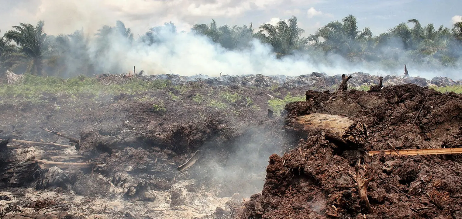 A burning, smoky ground with palm trees in the background.