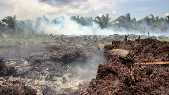 A burning, smoky ground with palm trees in the background.
