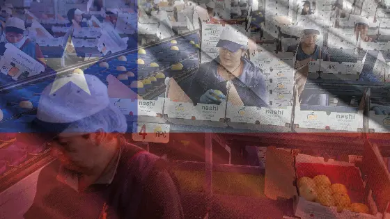 People working in a fruit factory with an image of a flag overlaid.