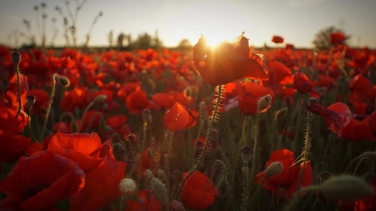 A poppy field with the sun setting in the distance.