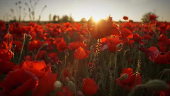 A poppy field with the sun setting in the distance.