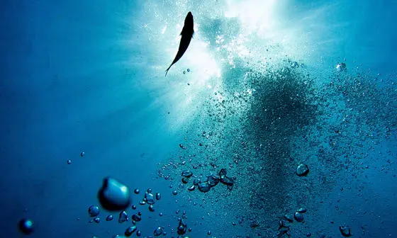 A single fish in the sea