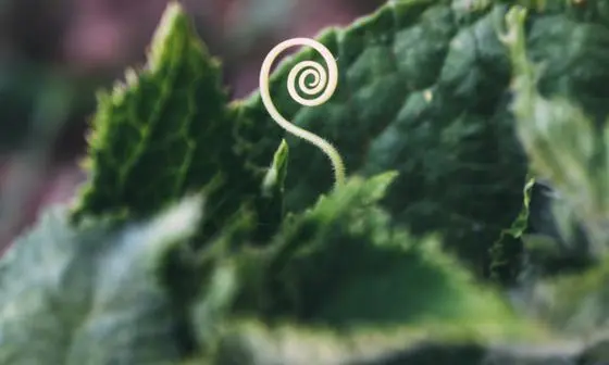 Green shoots of economic growth