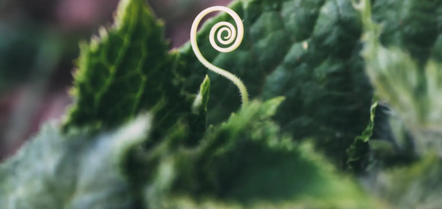 Green shoots of economic growth