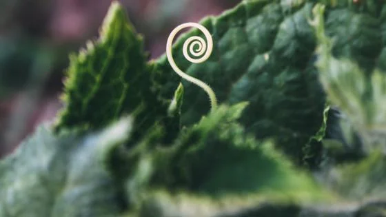 Green shoots of economic growth