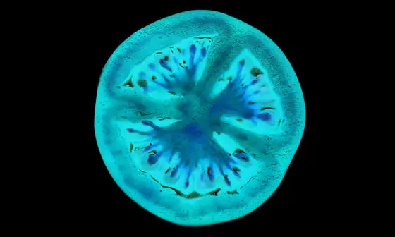 x-ray image of a tomato