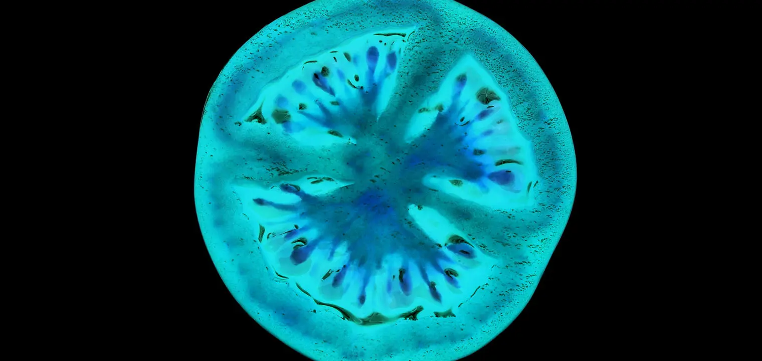 x-ray image of a tomato