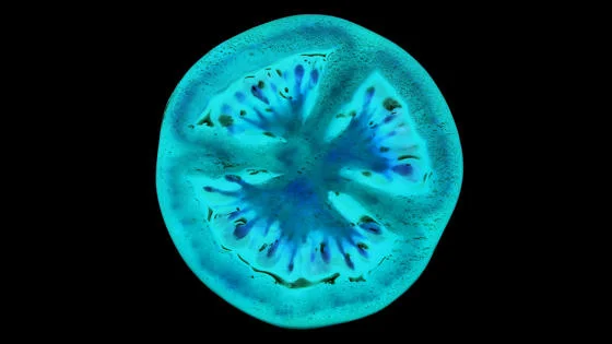 x-ray image of a tomato