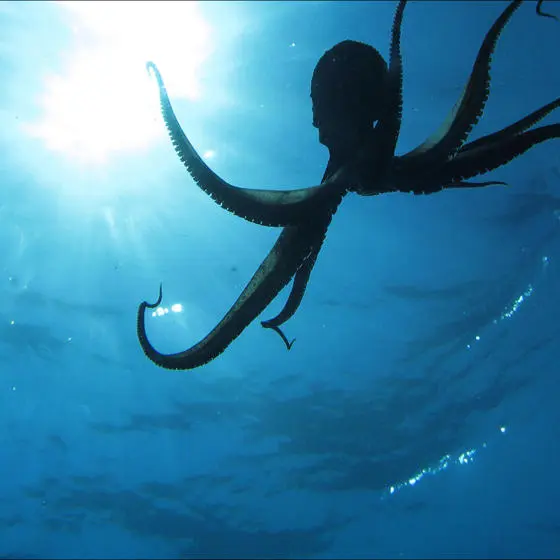 An octopus in the sea