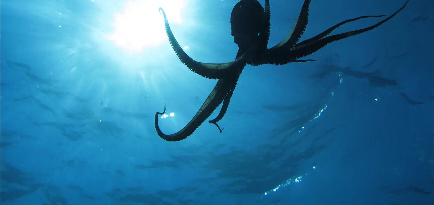 An octopus in the sea