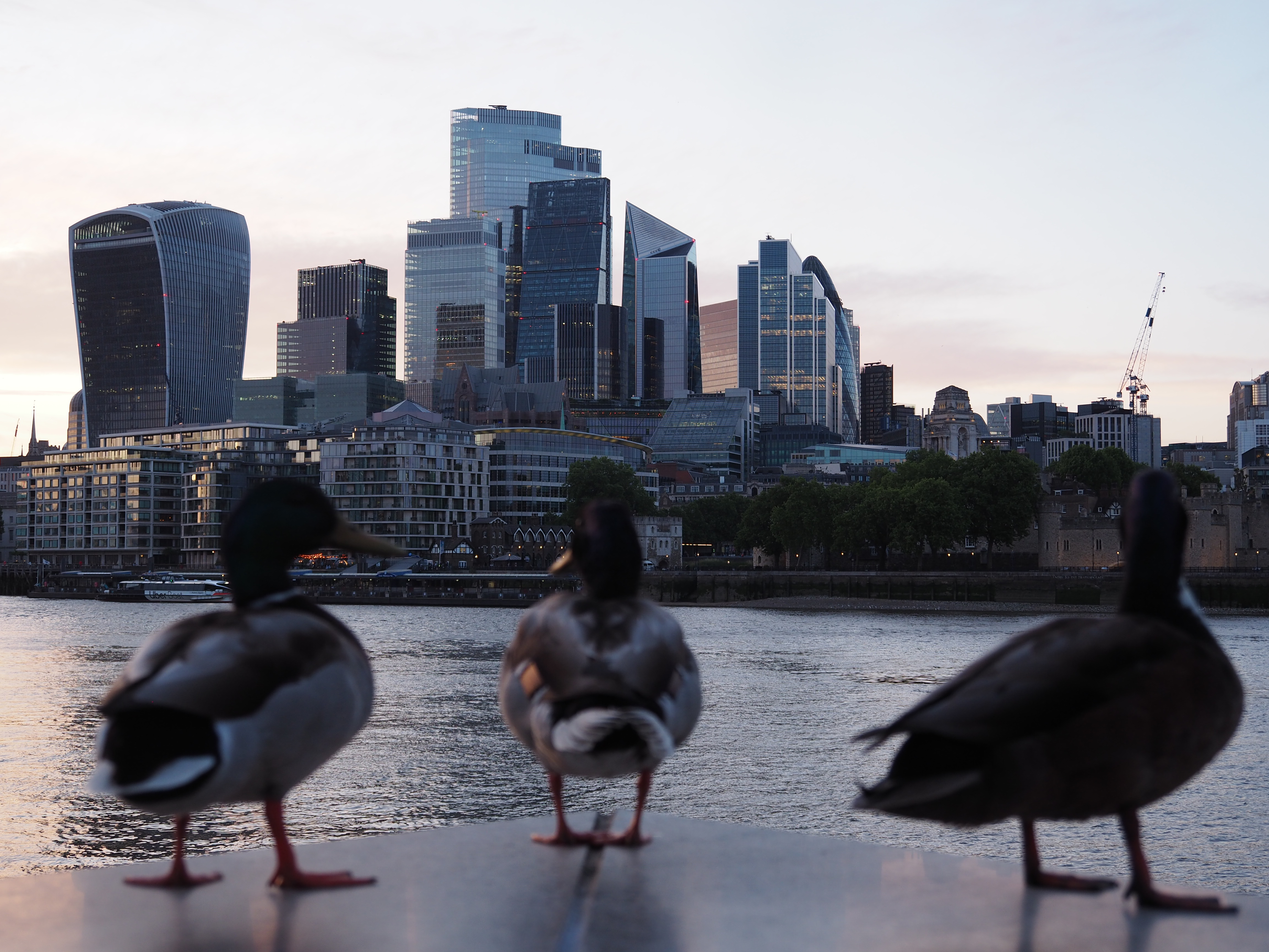 ducks by river looking to london skyline
