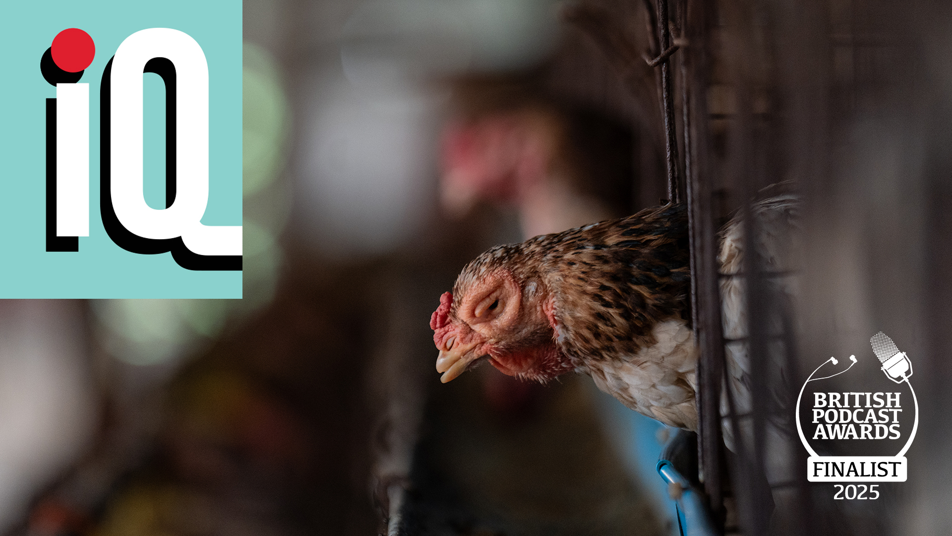Should animals have rights like humans? | Award-winning LSE iQ Podcast