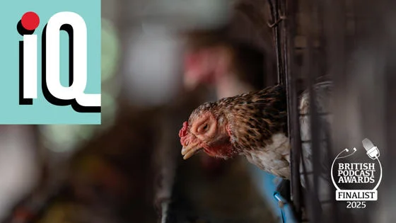 Chicken in a cage