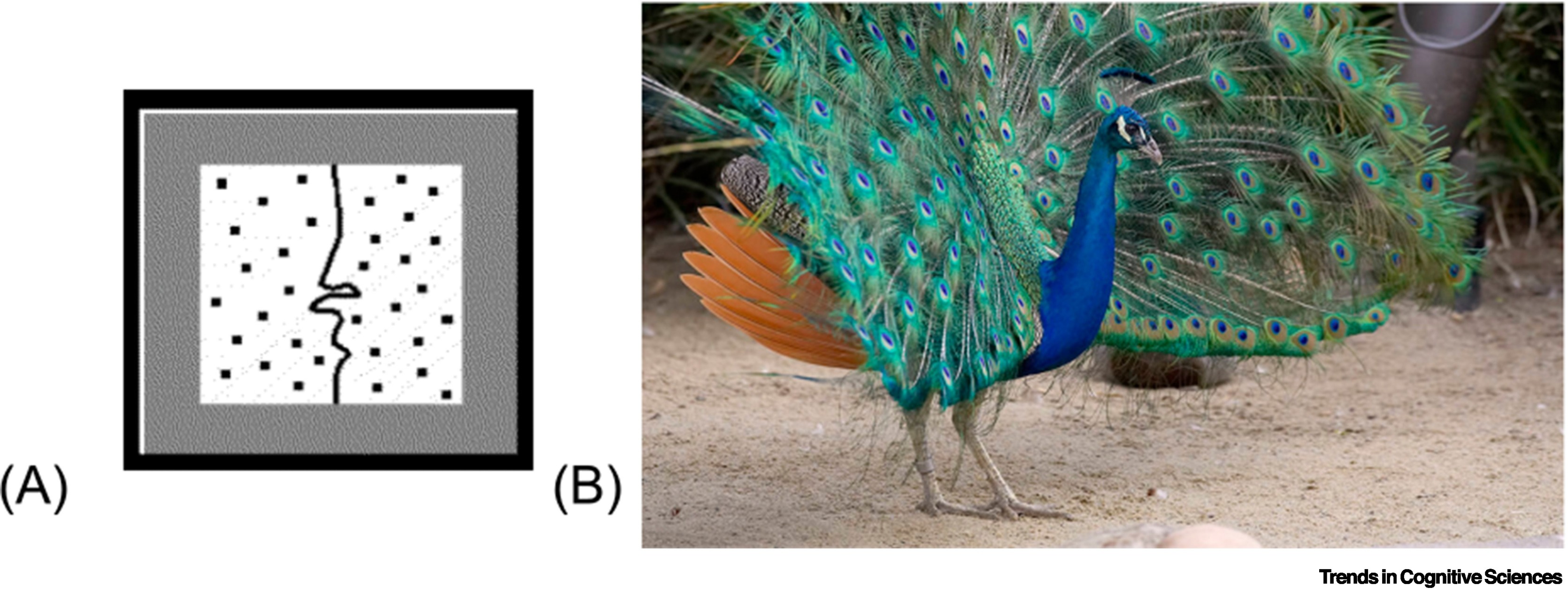 Peacock from Trends in Cognitive Sciences paper.