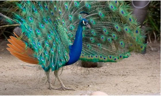 Peacock from Trends in Cognitive Sciences paper.