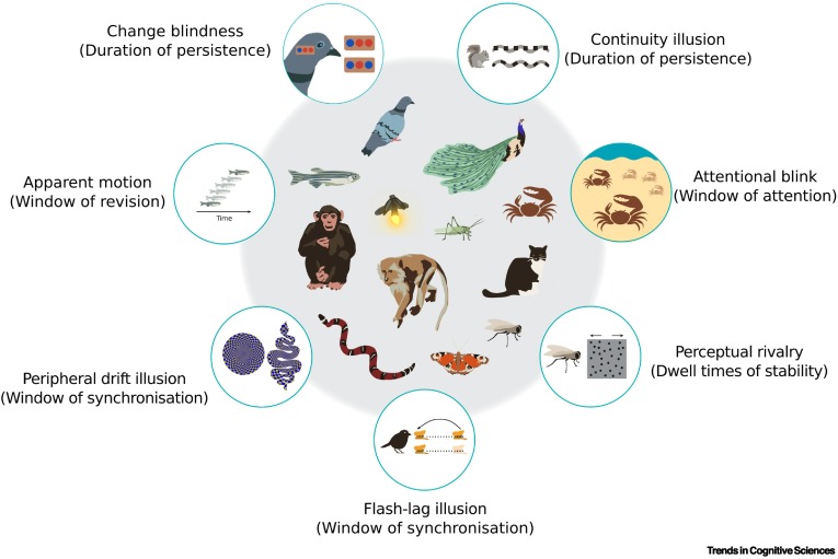 Diagram showing aspects of timescapes.