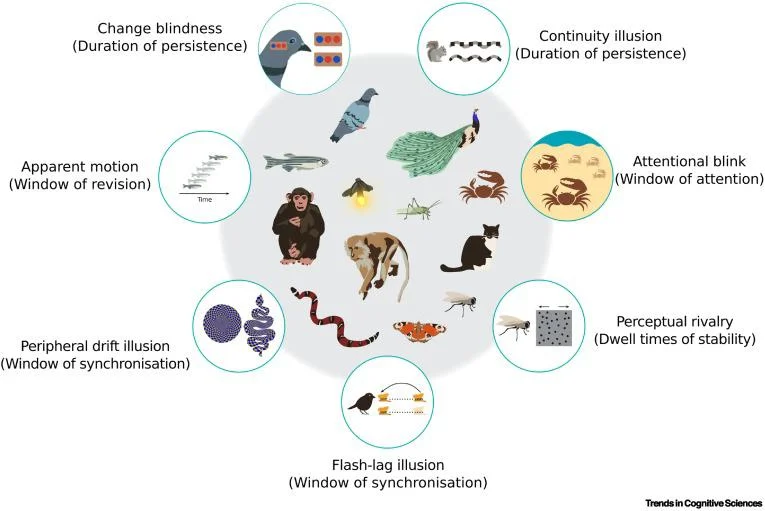 Diagram showing aspects of timescapes.