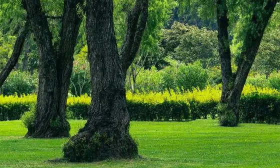 Several trees in a green