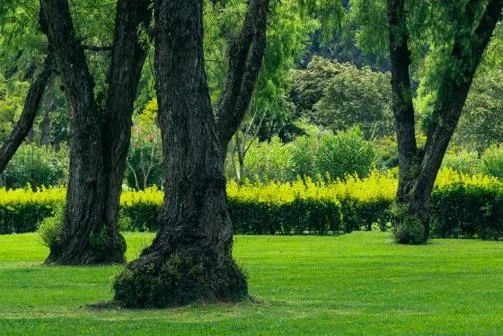 Several trees in a green