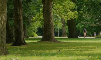 Trees in in a park